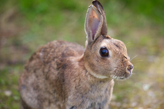 Rabbit in the grass, alert