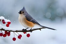 Tufted Titmouse (Baeolophus Bicolor) Adult, Perched On Privet With Berries In Snowfall (U.) S. A. Winter