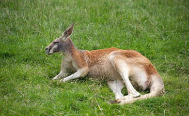 Wall Mural - Kangaroo in the grass, sitting and looking away alone