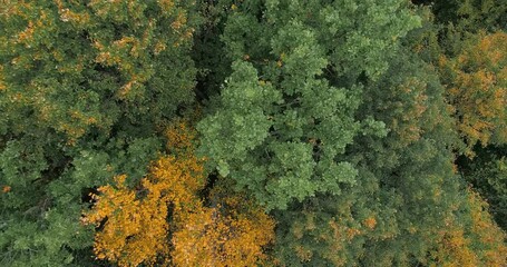 Aufkleber - Beautiful autumn forest, Beautiful autumn forest aerial
