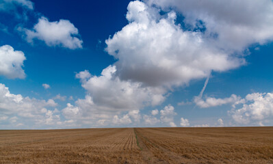 Natural landscape, White cumulus clouds over a wheat field, Ukraine