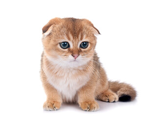 Sticker - scottish fold kitten in studio