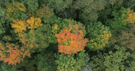 Aufkleber - Beautiful autumn forest, Beautiful autumn forest aerial
