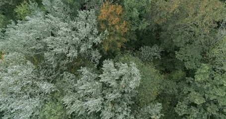 Aufkleber - Beautiful autumn forest, Beautiful autumn forest aerial