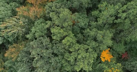Aufkleber - Beautiful autumn forest, Beautiful autumn forest aerial