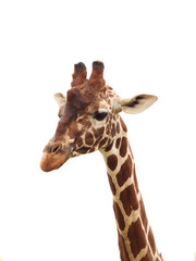 Wall Mural - Giraffe head and neck isolated on white, 3/4 view
