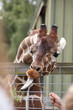 Giraffe eating, close up of long tongue 