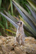 Cute meerkat on guard with beautiful foliage bokeh 