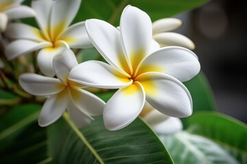 Poster - A beautiful bunch of white and yellow flowers with vibrant green leaves. Perfect for adding a touch of elegance and freshness to any project or design.