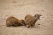 Cute yellow mongoose couple playing at the zoo
