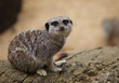 Cute meerkat on the lookout