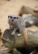 Meerkat on the lookout, looking up, on a log