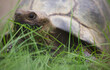 Close up of turtle eating grass 