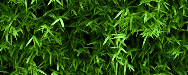 banner background of bamboo green leaves