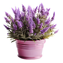 Lavender Flowers Png ,Lavender Flower Home Decoration Isolated On Transparent Background ,generative Ai