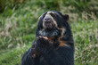 The Spectacled Bear, or Andean Bear, is the only species of bear in all of South America. Has white or yellowish spots around the eyes. In Peru, it can be found in both Andean and Amazonian regions.
