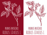 Drawings RED RASPBERRY . Hand drawn illustration. Latin name RUBUS IDAEUS L.