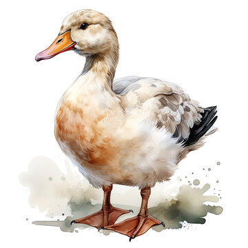watercolor Duck clipart, Generative Ai