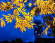 Framed view of  Beetham Tower partially covered by yellow leaves  in UK