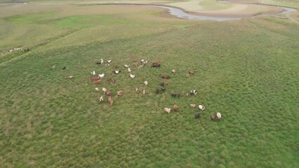 Wall Mural - Herd of thoroughbred horses. Horse herd run fast in countryside on a cloudy summer day, Iceland