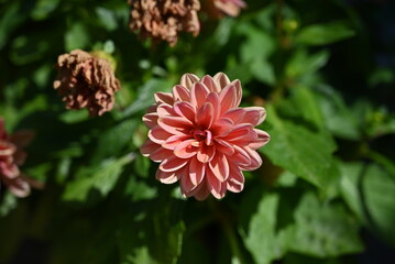 Poster - Pink lovely dahlia in the summer garden. Gardening, landscaping, perennial flowers.