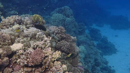 Wall Mural - Tropical coral reef and swimming colorful surgeonfish. Snorkeling with the marine life, underwater video with corals and fish. Healthy reef, aquatic wildlife.