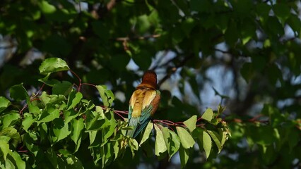 Wall Mural - Beautiful young bee eater Merops apiaster. The bird sits on a branch on a beautiful background, turns its head. Slow motion.