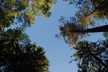 Blue sky above the treetops. Pine forest, long brown trunks of pine trees go high up. At the top there are visible branches with green needles and a blue sky without clouds.