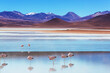canvas print picture - Flamingo in Bolivia