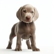 Weimaraner Baby's Whiskers and Paws: Irresistible Furry Friend, Generative AI