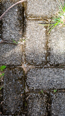 Grass grows between the paving blocks