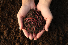 Woman Holding Soil With Earthworms Above Ground, Top View