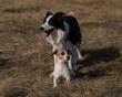 © Михаил Решетников - Dog jack russell terrier and border collie walking in the park in autumn.