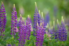 Blue And Purple Colored Wild Lupin Flowers In A Garden With A Pond In The Background.  The Purple Wildflowers Are Among Luscious Greenery Plants And Grass. The Pea Pod-shaped Flowers Are Just Blooming