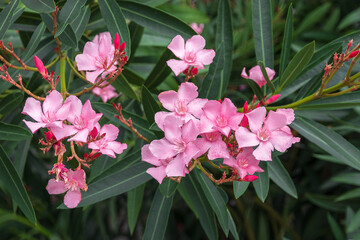 Wall Mural - Blooming pink oleander flowers in the garden. Pink oleander nerium is an ornamental shrub. Pink oleander. Close-up of a pink flower of oleander Nerium, a poisonous shrub tree. Selective focus.