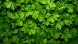 Image of fresh organic coriander leaves.