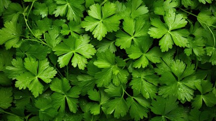 Image of fresh organic coriander leaves.