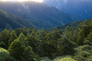 Wall Mural - greenery forest on the mountain over the sunlight flare