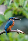 Fototapeta Zwierzęta - Colorful king fisher bird on a branch of a tree waiting to catch a fish in the Netherlands. Green leaves in the background.