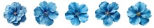 Collection Of Blue Various Design Element Flowers Isolated On A Transparent Background .PNG, Flowers With Clipping Path.