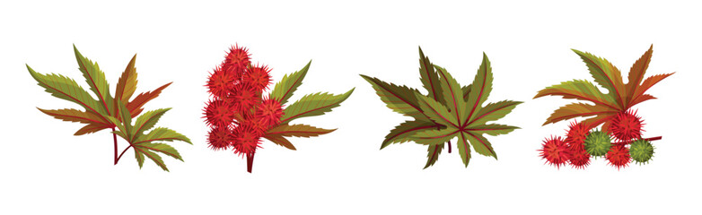 Wall Mural - Castor Plant with Green Palmate Leaves and Red Fruit Vector Set