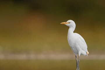 Wall Mural - At sunset, fine art portrait of cattle egret (Bubulcus ibis)