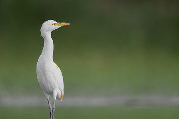 Wall Mural - At morning, portrait of cattle egret (Bubulcus ibis)