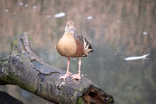 The Plumed Whistling Duck's Face And Fore-neck Are Light, The Crown And Hind Neck Are Pale Brown And The Brown Feathers Of The Upper Back Are Edged Buff.
