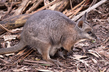 The Tammar Wallaby  Has Dark Greyish Upperparts With A Paler Underside And Rufous-coloured Sides And Limbs. The Tammar Wallaby Has White Stripes On Its Face.