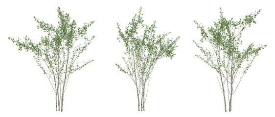 Wall Mural - Set of green birch tree on transparent background, 3d render illustration.