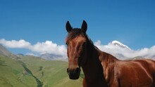 A Beautiful Free Brown Horse With A Black Mane Walks In The Mountains On A Sunny Summer Day. Stallion Portrait Close-up On The Background Of The Snowy Mountain Kazbek. Stepantsminda Georgia Country