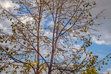 Wall Mural - Branches of a tree with yellow leaves on an autumn day