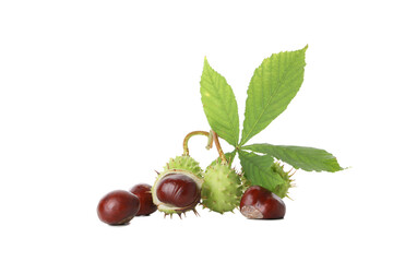 Wall Mural - PNG, a chestnuts isolated on white background