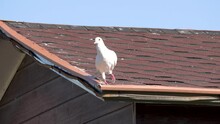 White Dove On The Roof